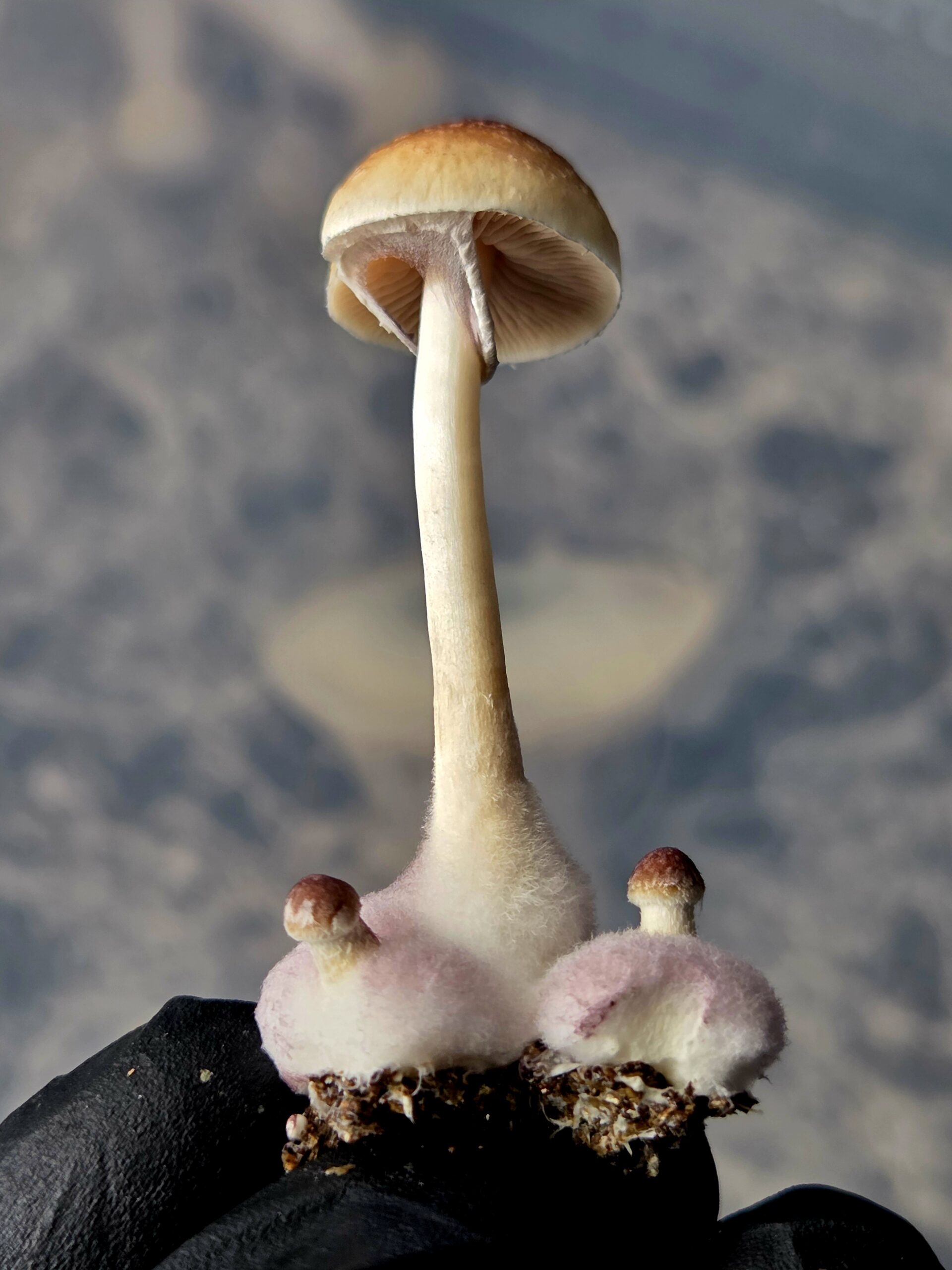 Wobbly Boot - Spore Swab - Image 12