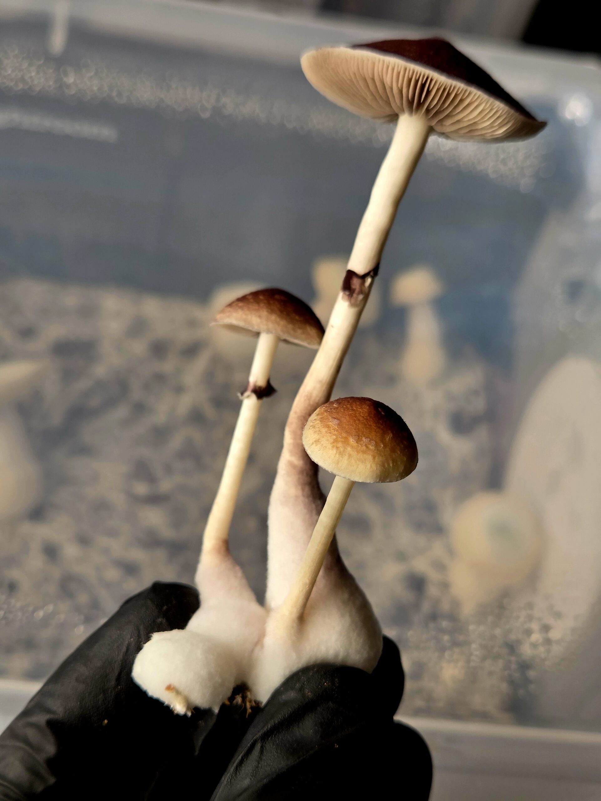 Wobbly Boot - Spore Swab - Image 14