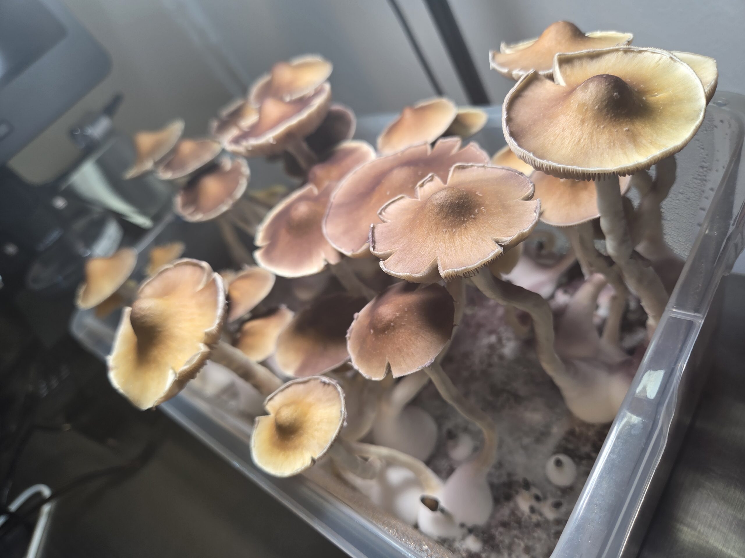 Ether Crown - Liquid Culture - Image 14