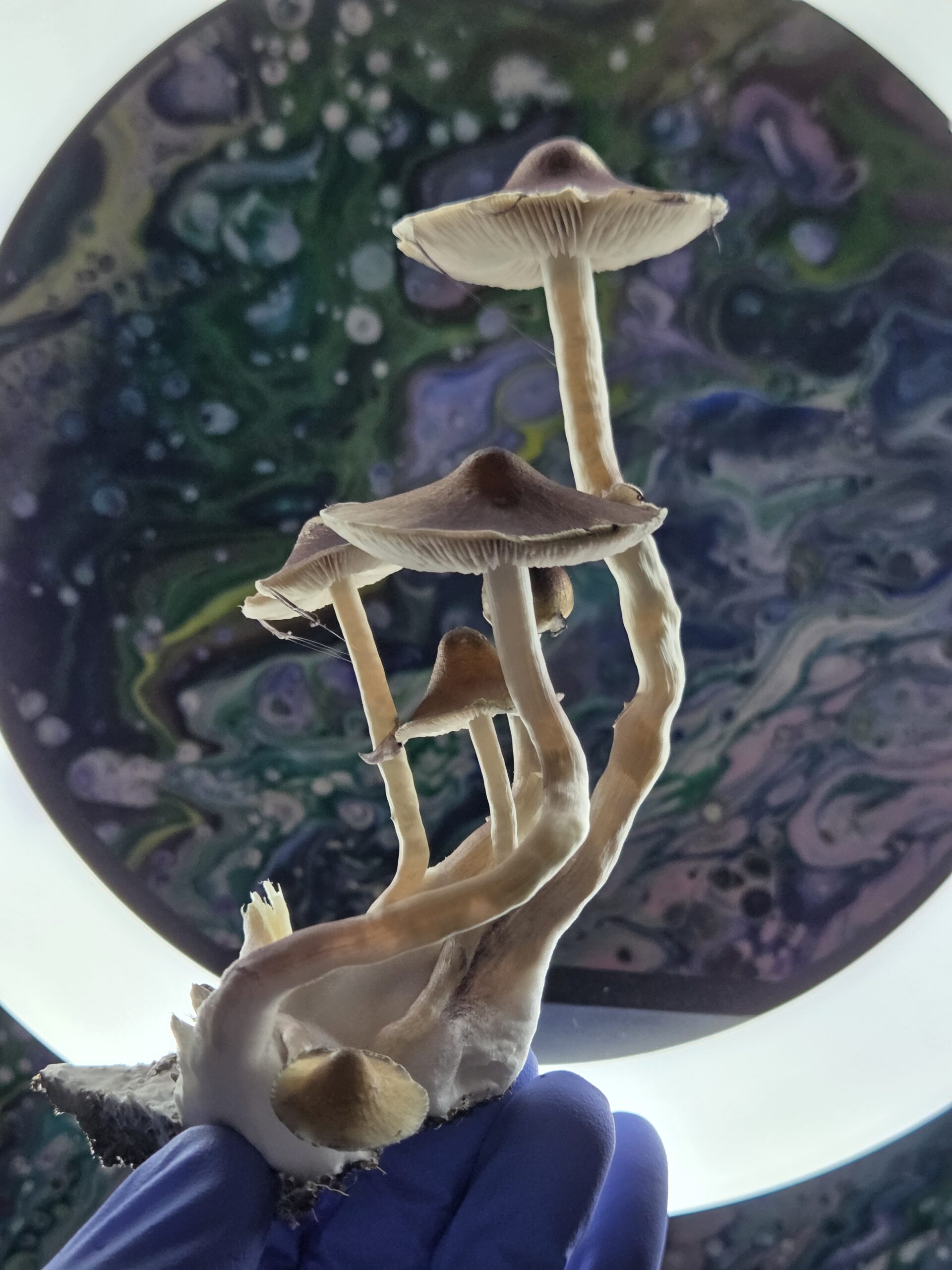 Ether Crown - Liquid Culture - Image 15