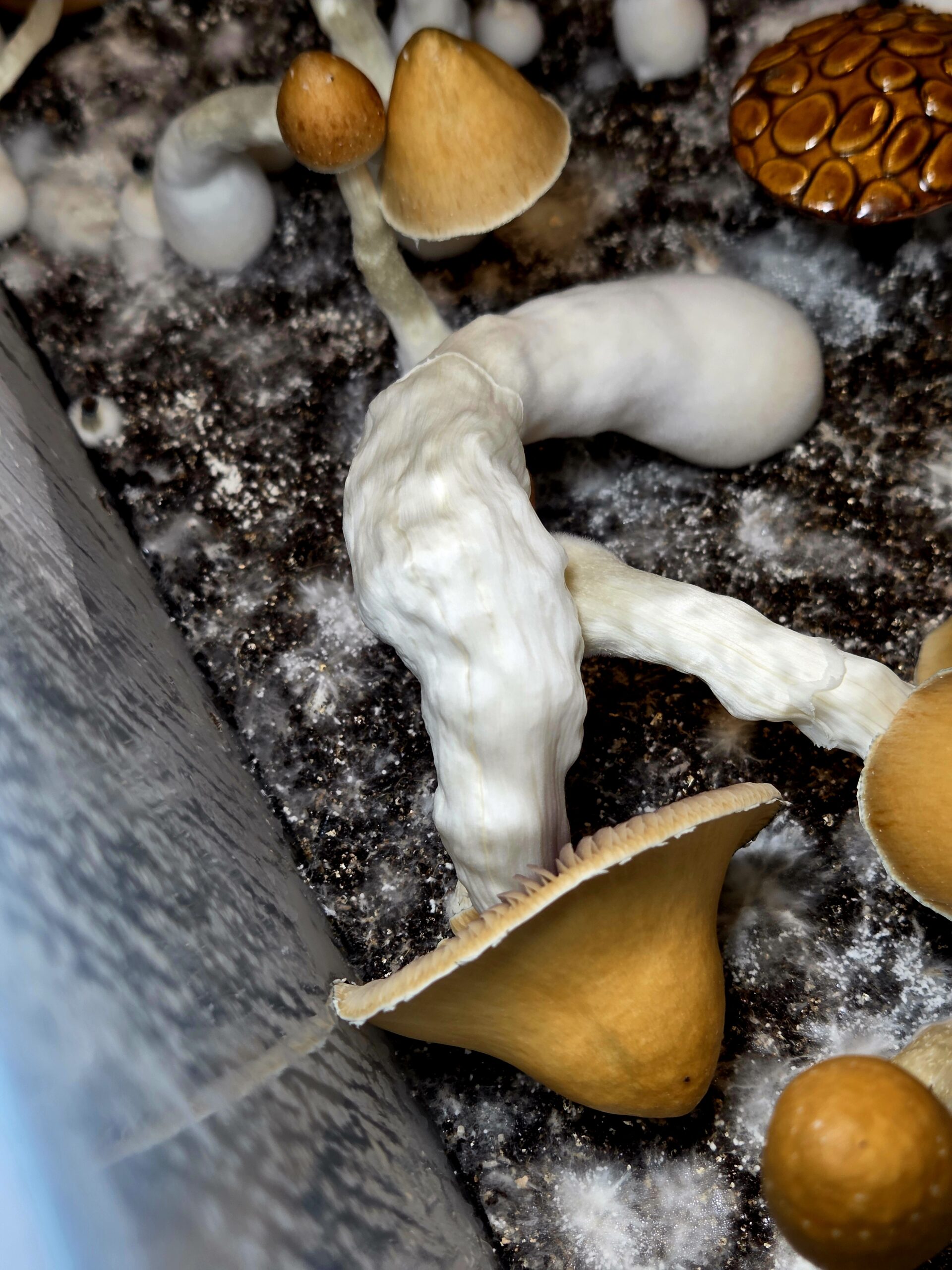 Ether Crown - Liquid Culture - Image 4