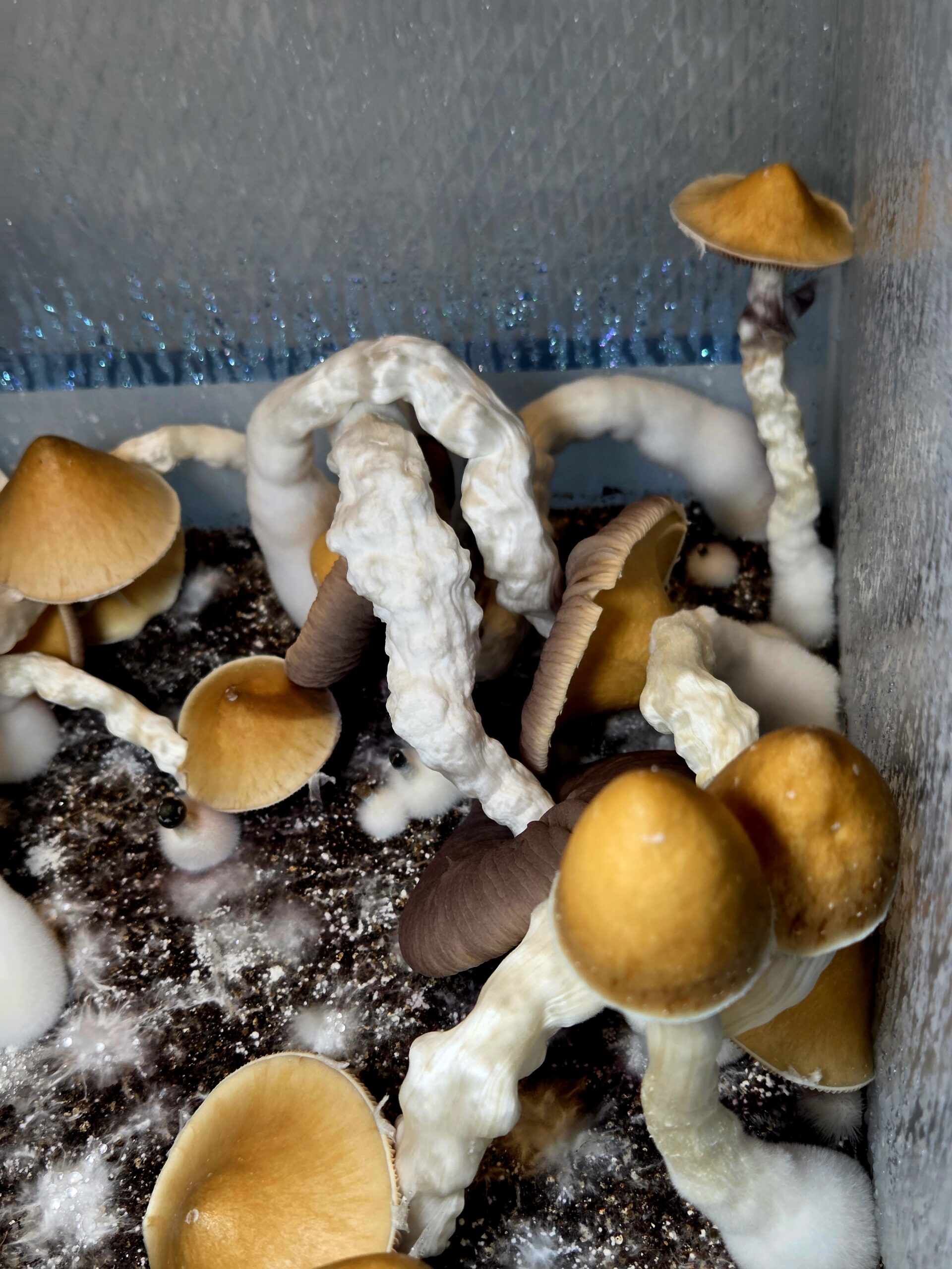 Ether Crown - Liquid Culture - Image 5