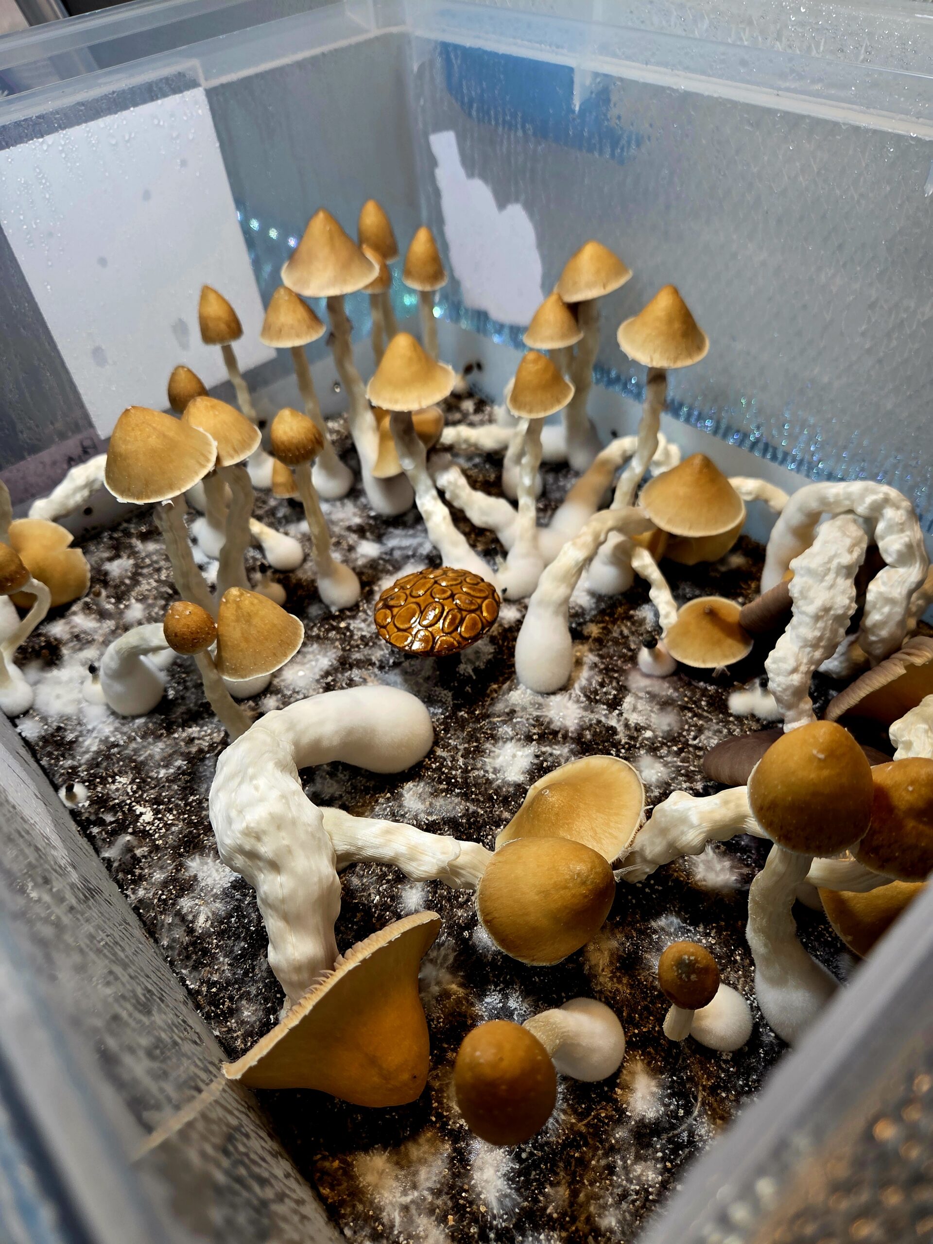 Ether Crown - Liquid Culture - Image 6