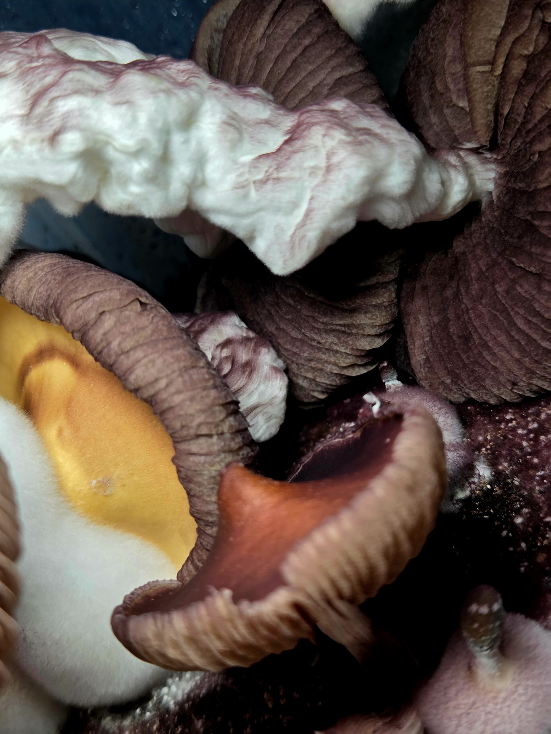 Ether Crown - Liquid Culture - Image 9