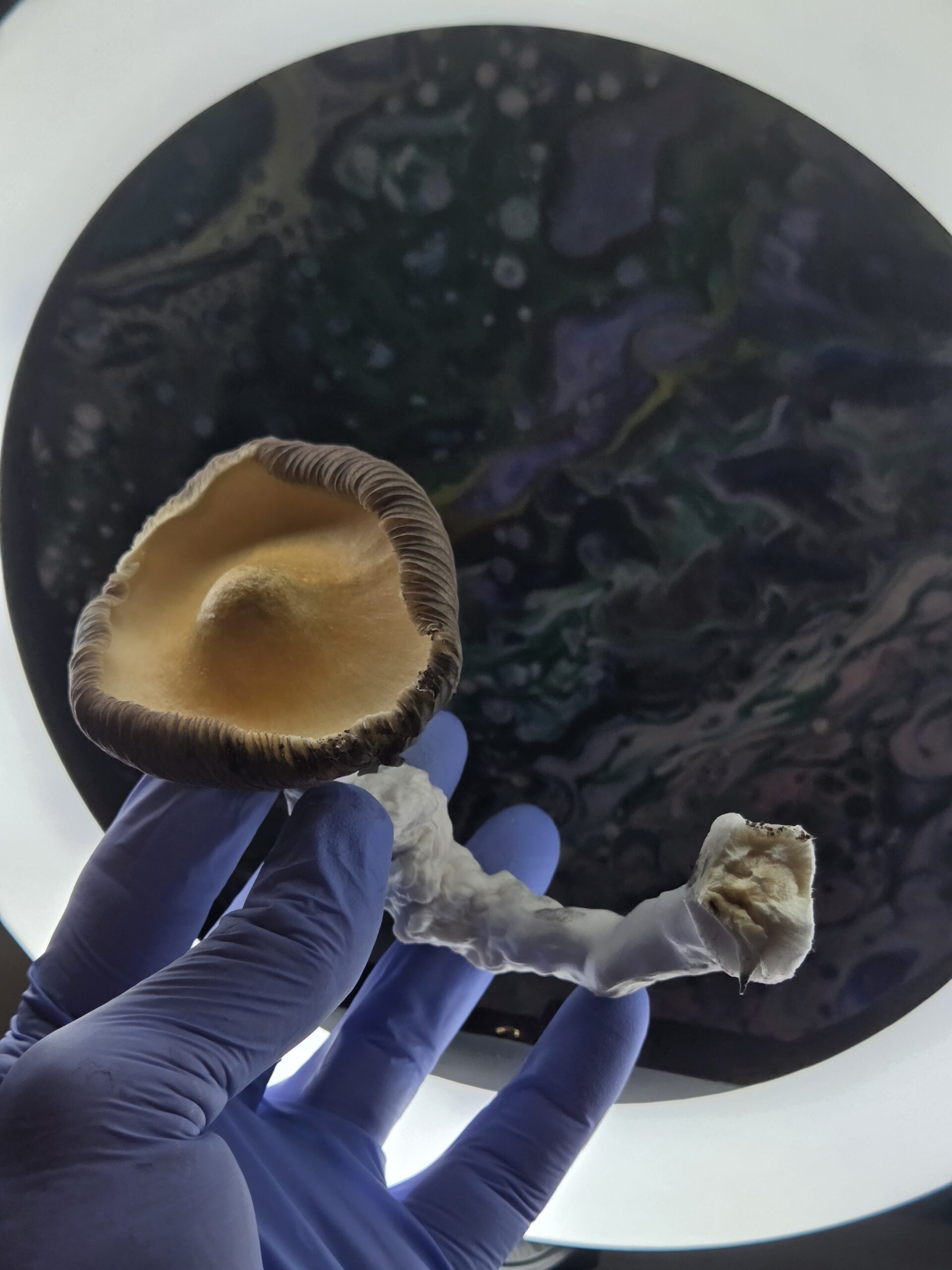 Ether Crown - Liquid Culture - Image 11