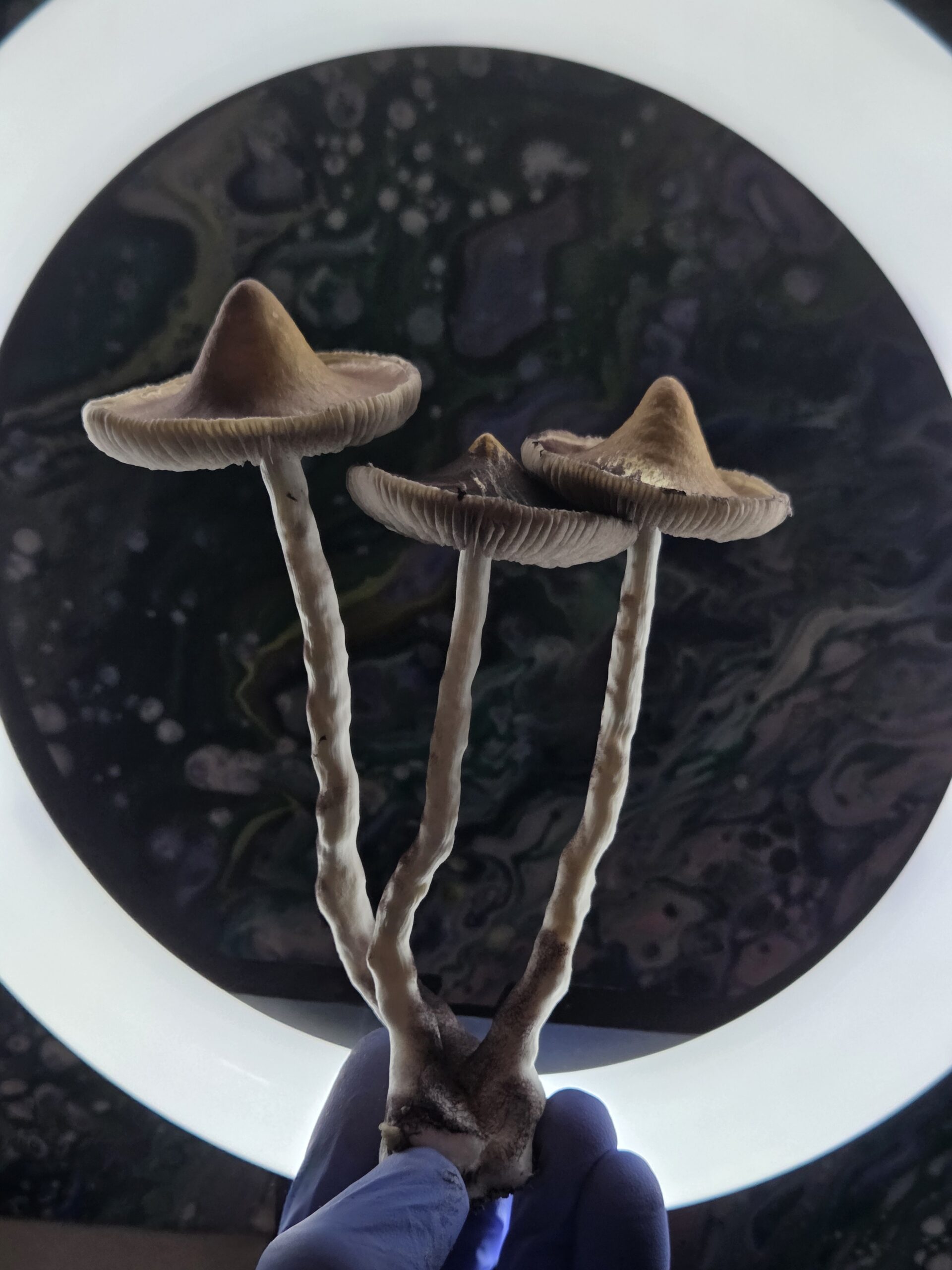 Ether Crown - Liquid Culture - Image 13