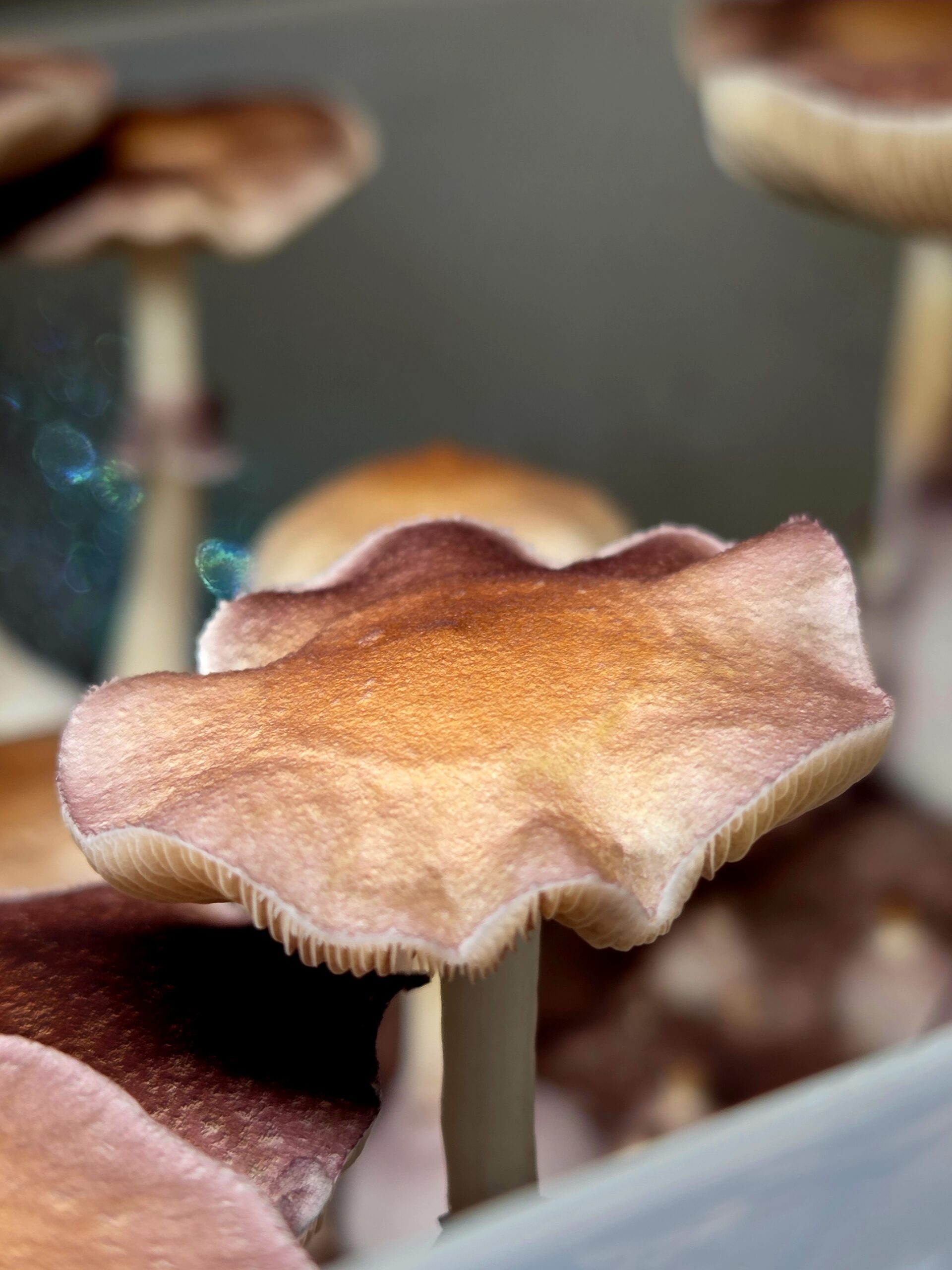 Wobbly Boot - Spore Swab - Image 16