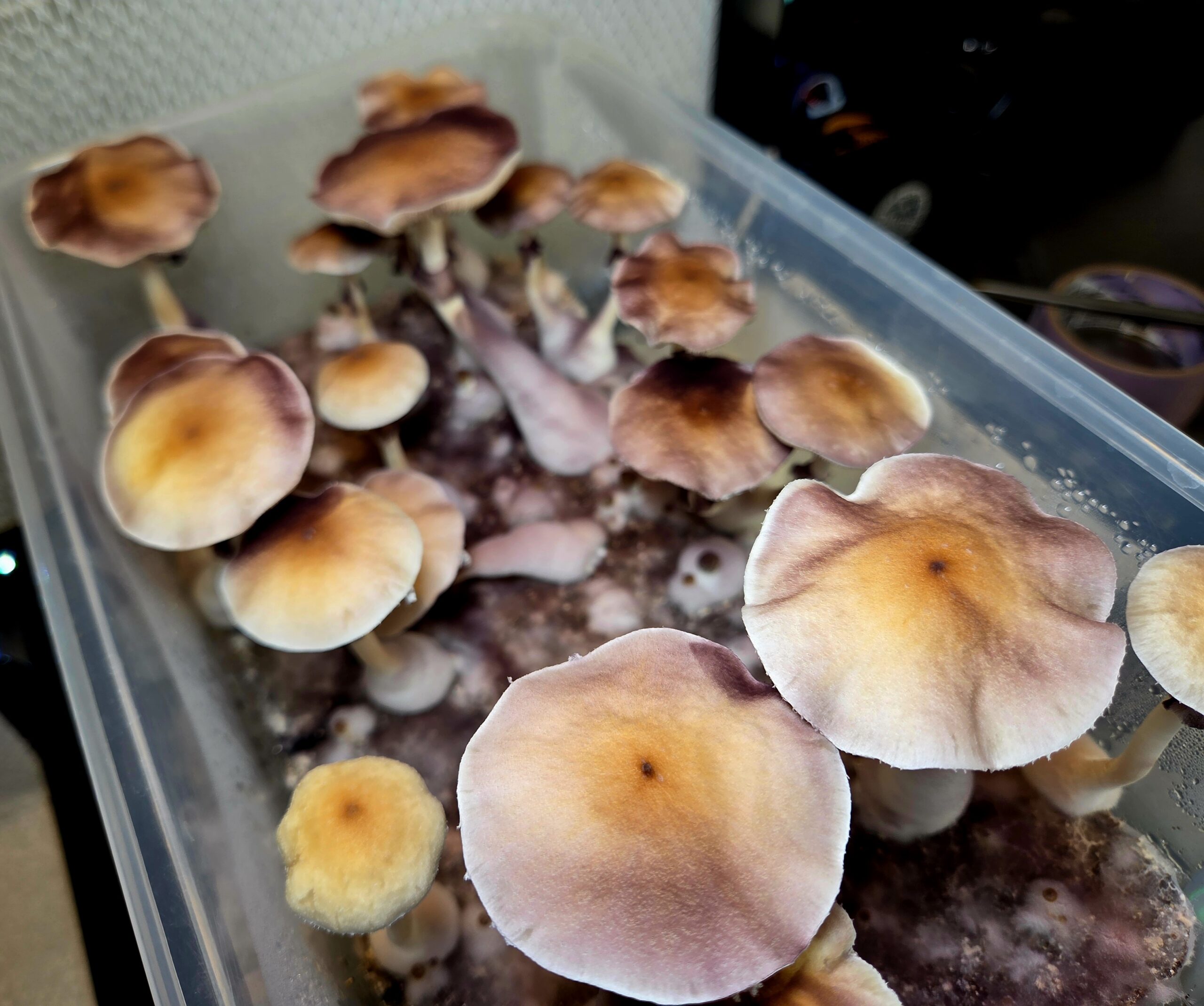 Wobbly Boot - Spore Swab - Image 17