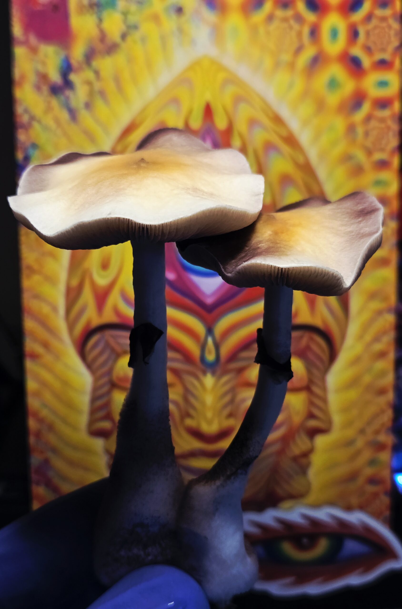 Wobbly Boot - Spore Swab - Image 18