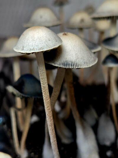 Byron Bay - Spore Print