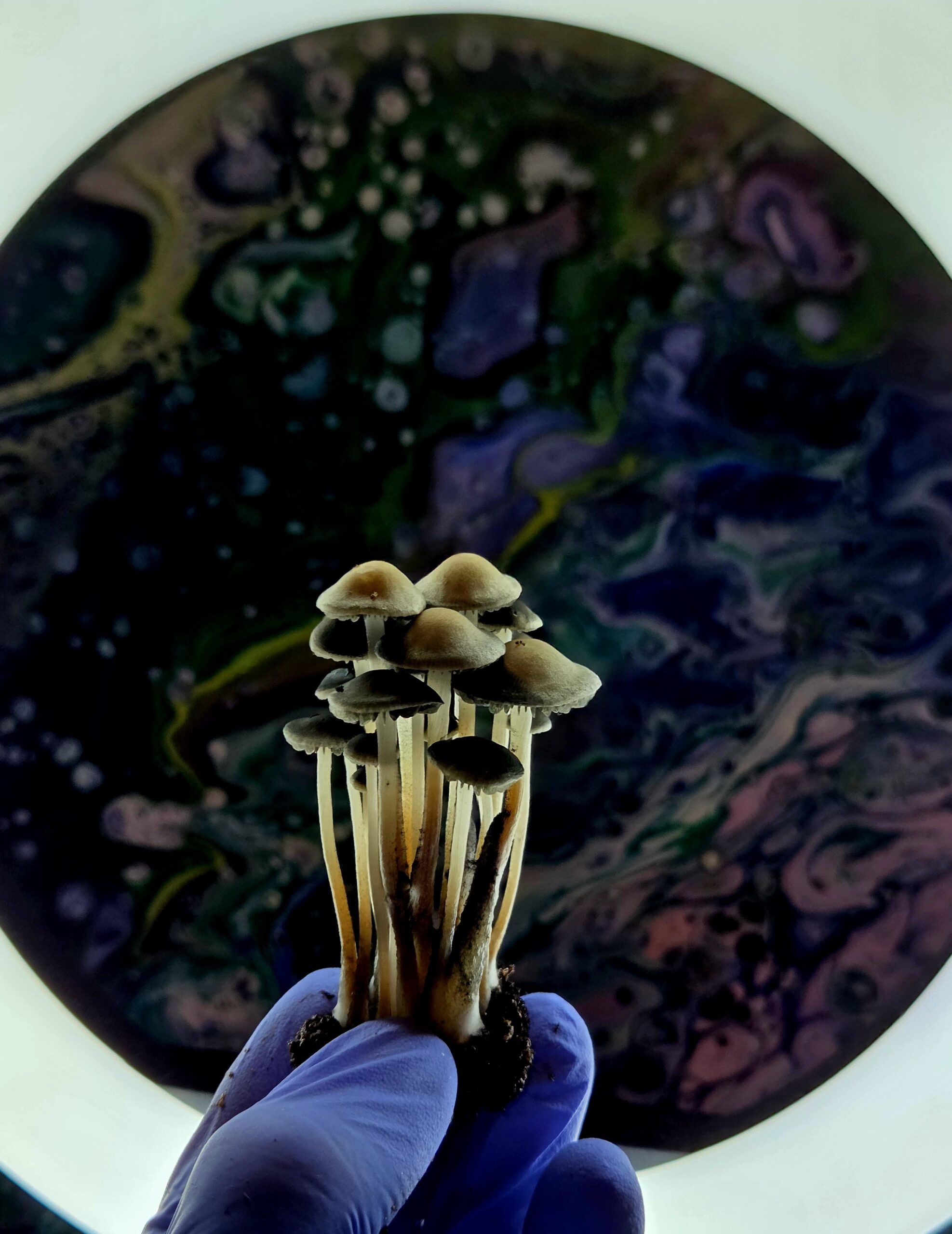 Tamarind Tree British Virgin Island (TTBVI) - Spore Swab Set - Image 25