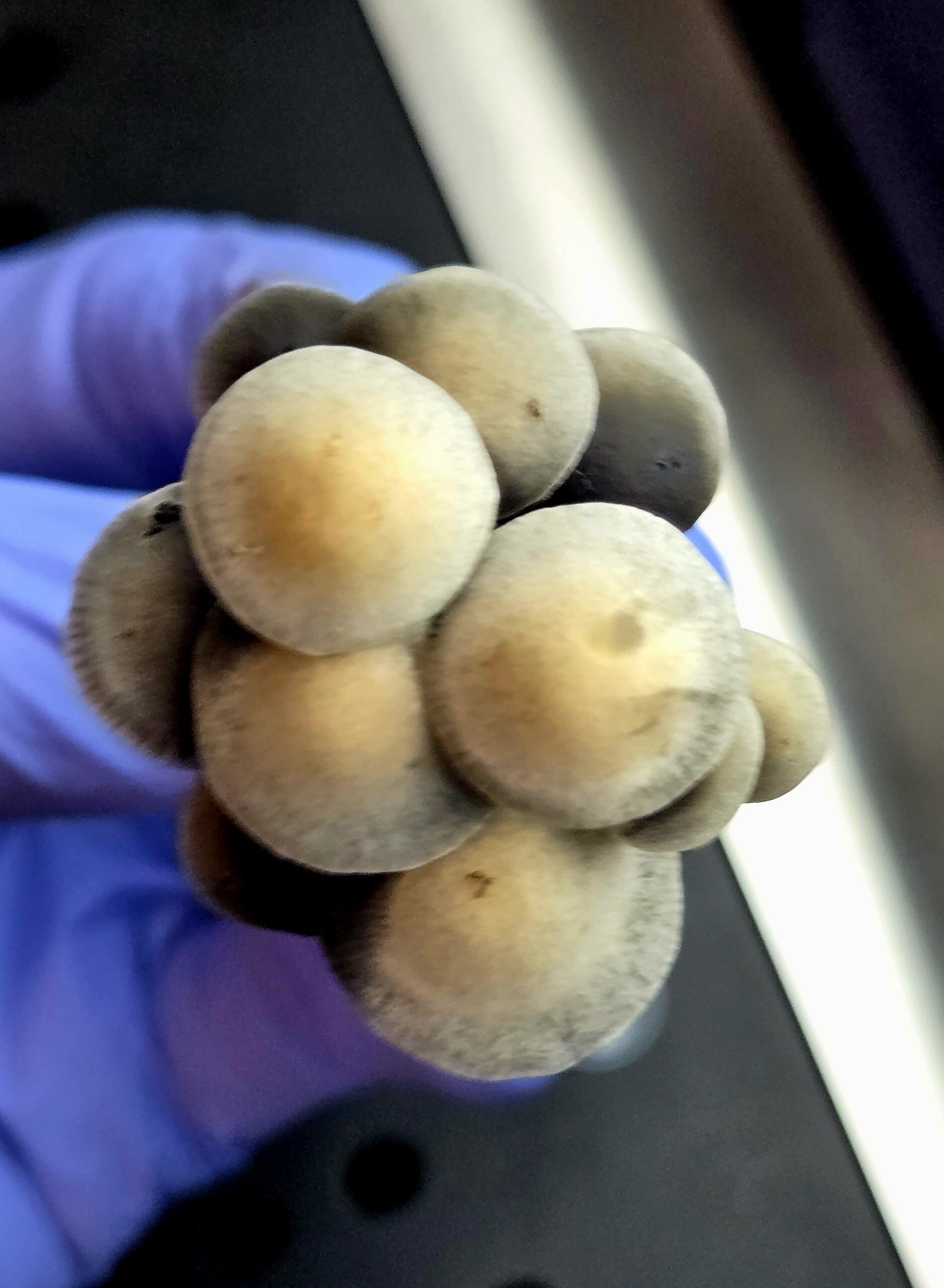 Tamarind Tree British Virgin Island (TTBVI) - Spore Swab Set - Image 15