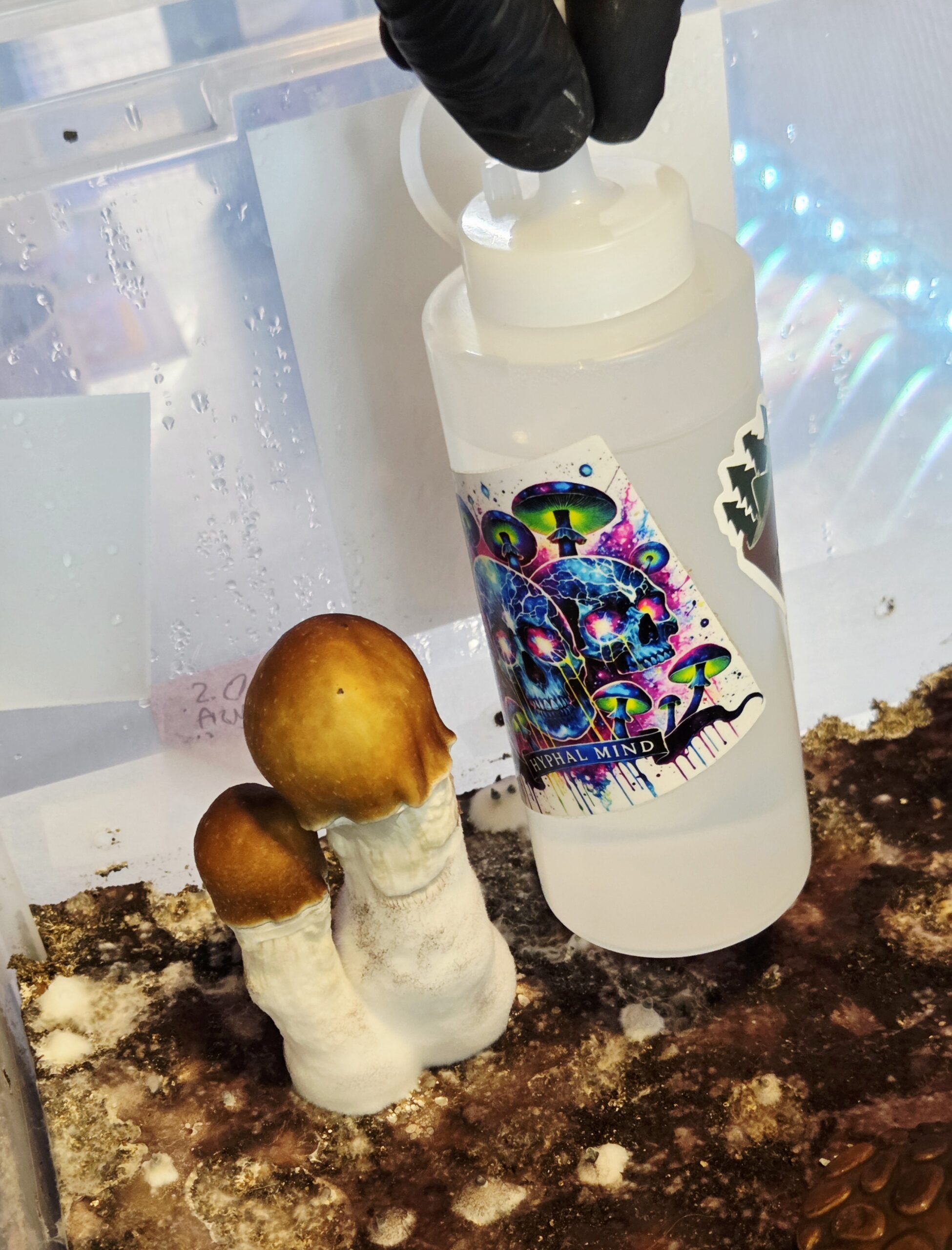 Ether Crown - Liquid Culture - Image 2