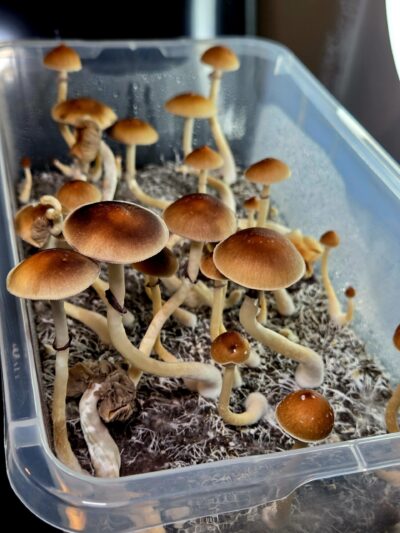 Corumbá, Brazil Landrace - Spore Swabs