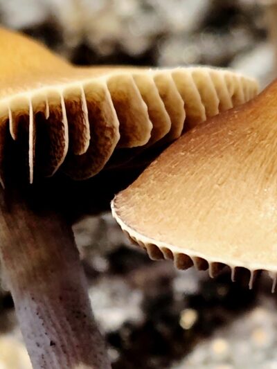 Xalapa Cubensis Landrace - Spore Swab Set