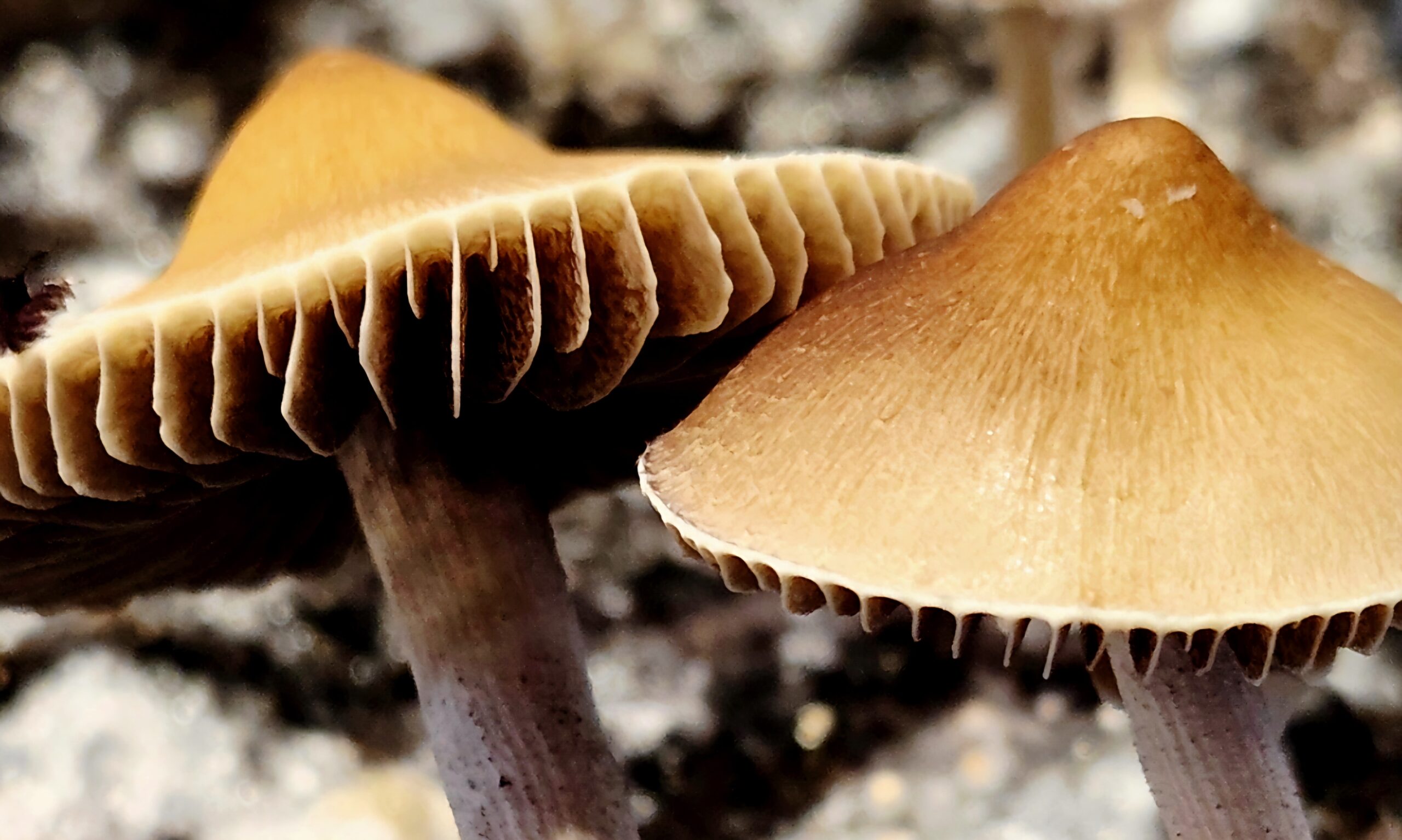 Xalapa Cubensis Landrace - Spore Swab Set