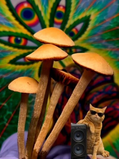 Komodo x BVI - Spore Print