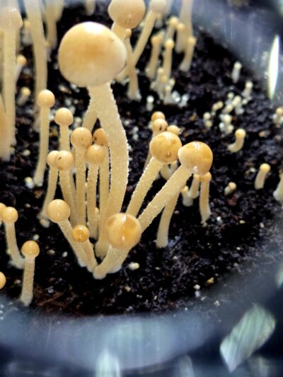 Eungai Red Spore Print