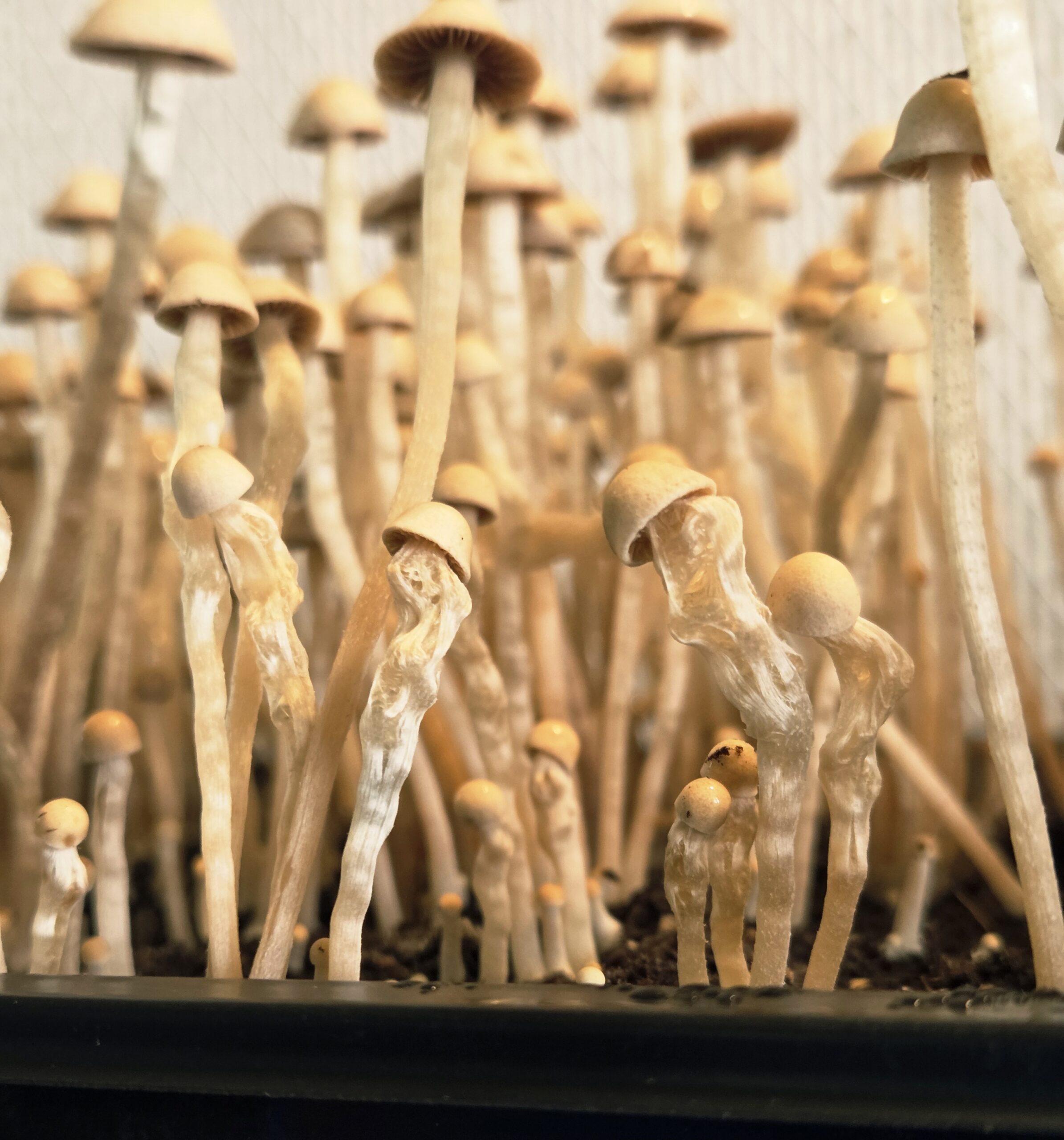 Eungai Red Spore - Swabs - Image 4