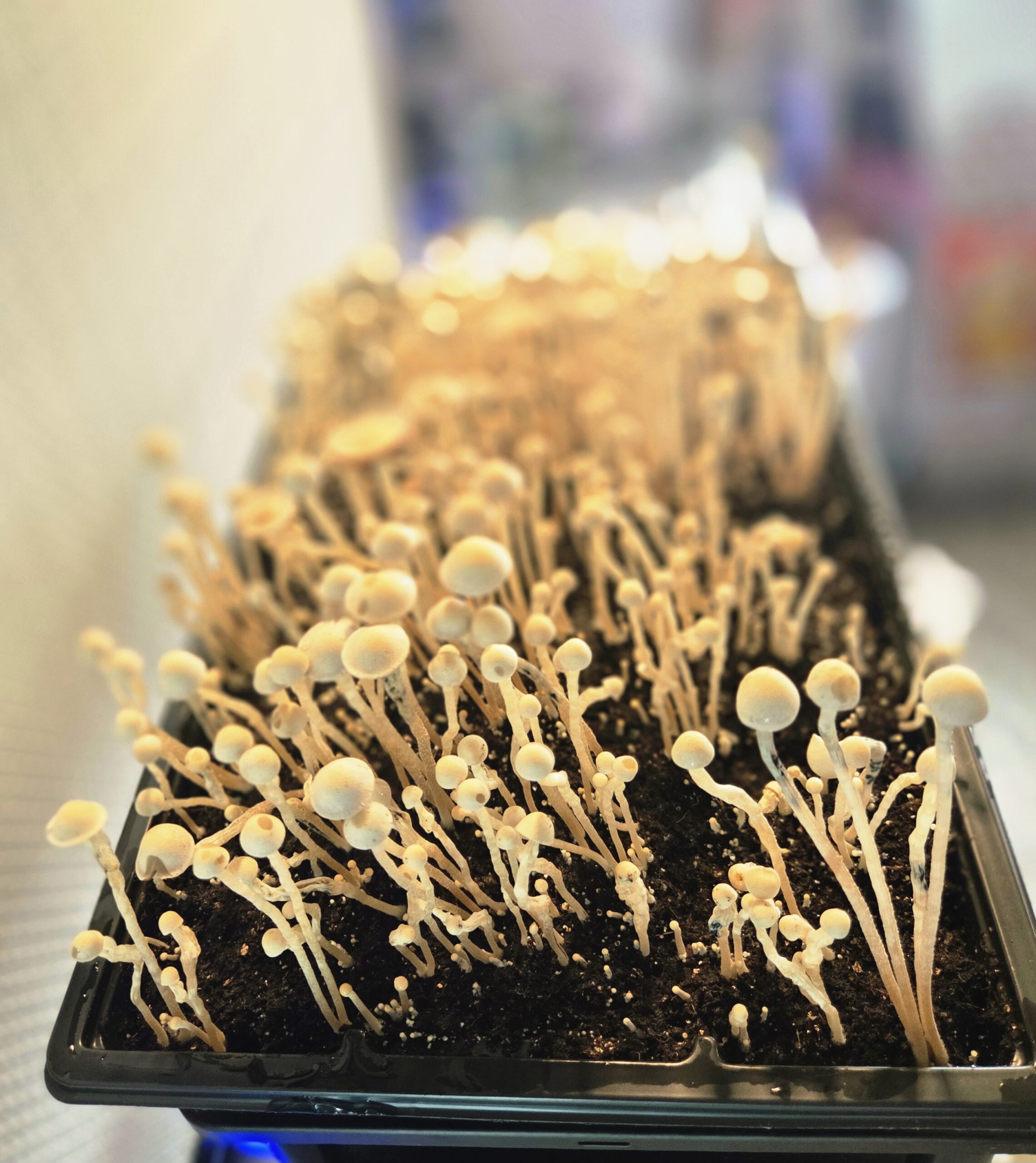 Eungai Red Spore - Swabs - Image 6