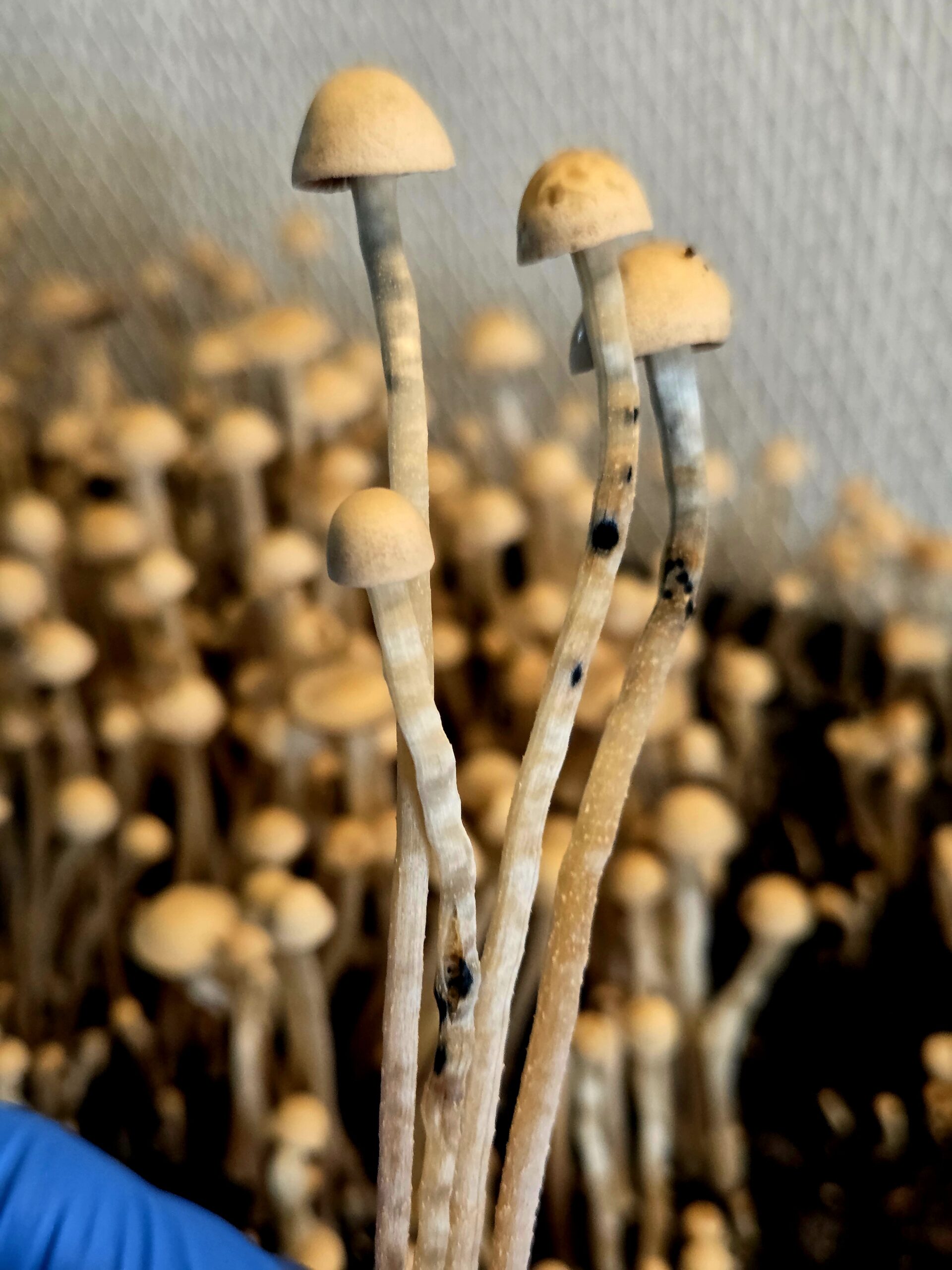 Eungai Red Spore - Swabs - Image 7