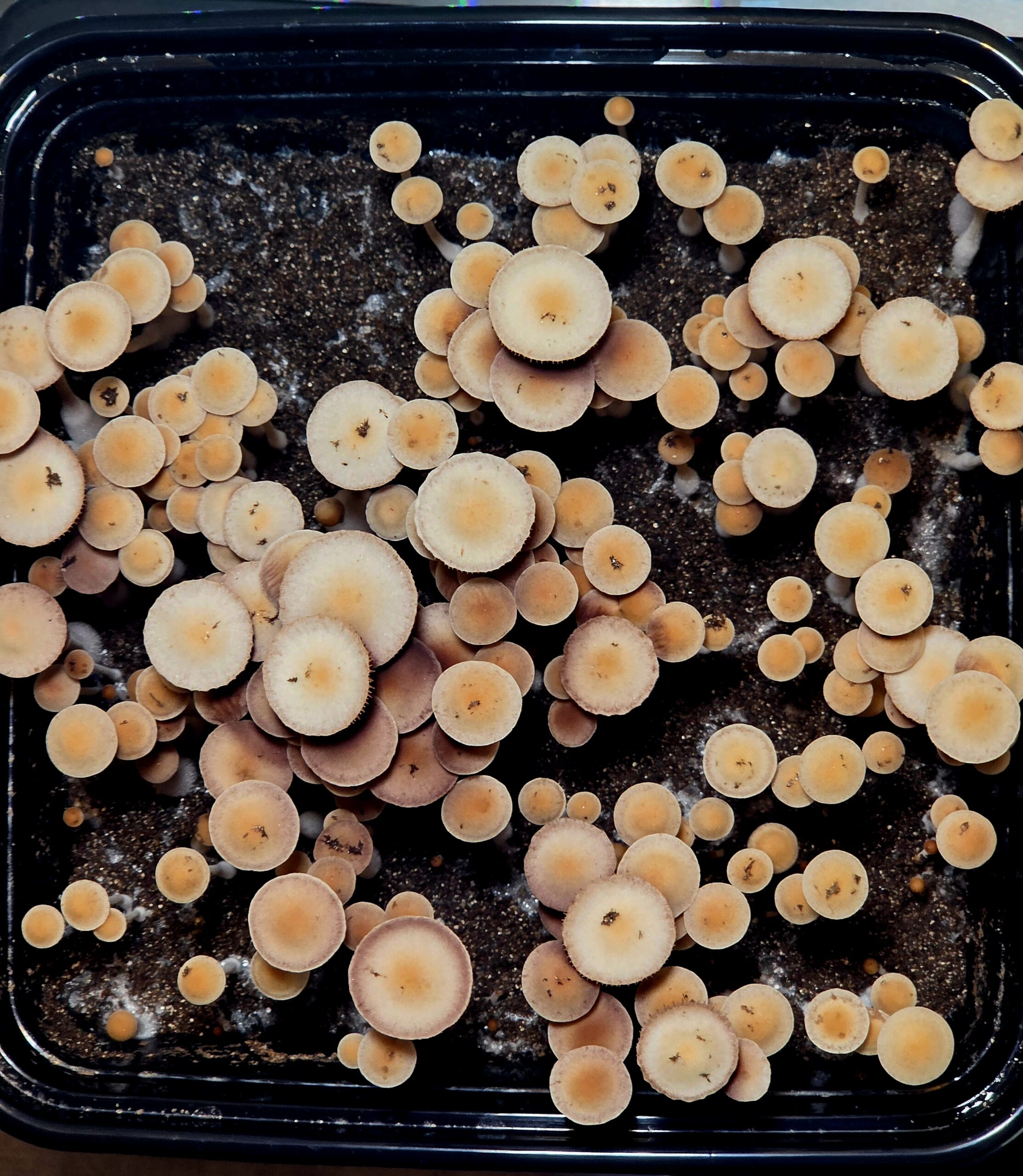 Norns (Eungai x Komodo BVI) - Spore Swab - Image 2