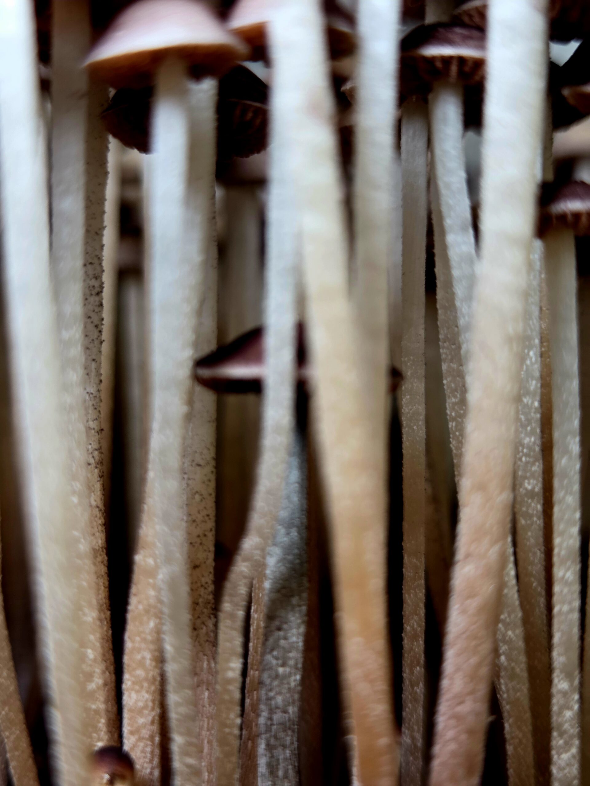 Norns (Eungai x Komodo BVI) - Spore Print - Image 2