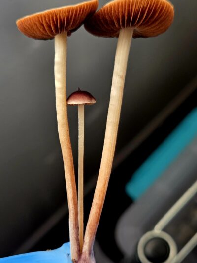 Norns (Eungai x Komodo BVI) - Spore Print