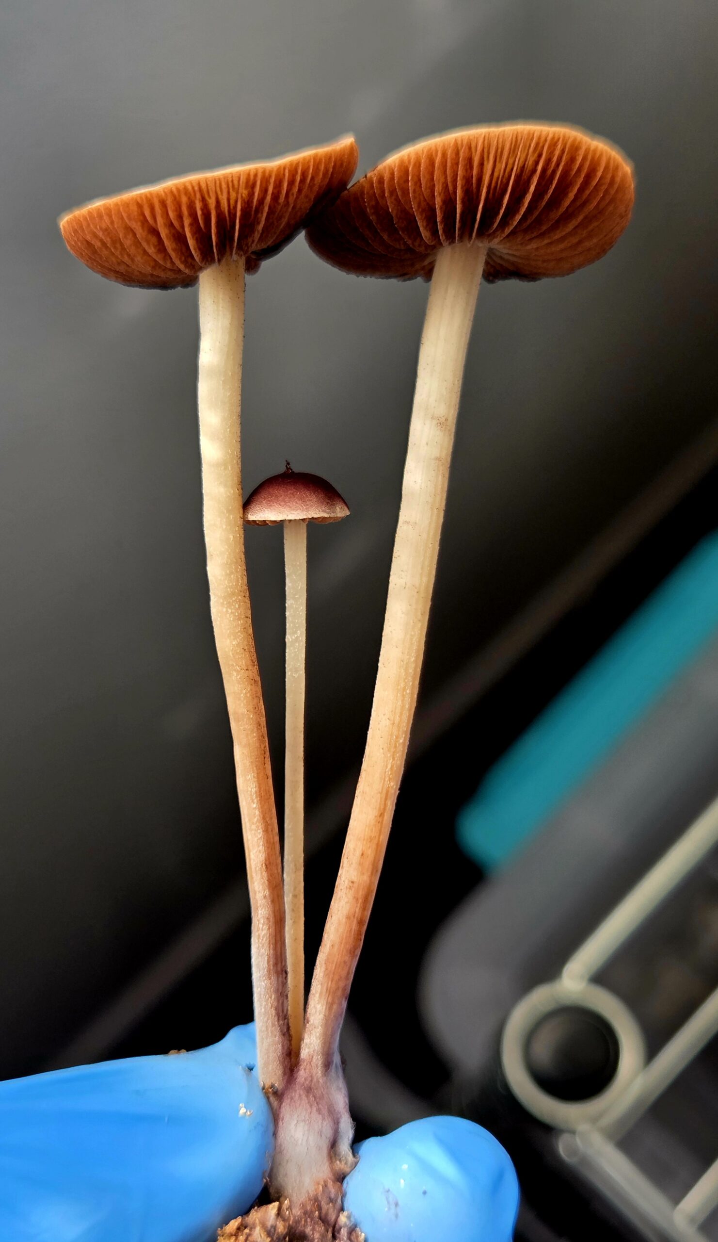 Norns (Eungai x Komodo BVI) - Spore Print