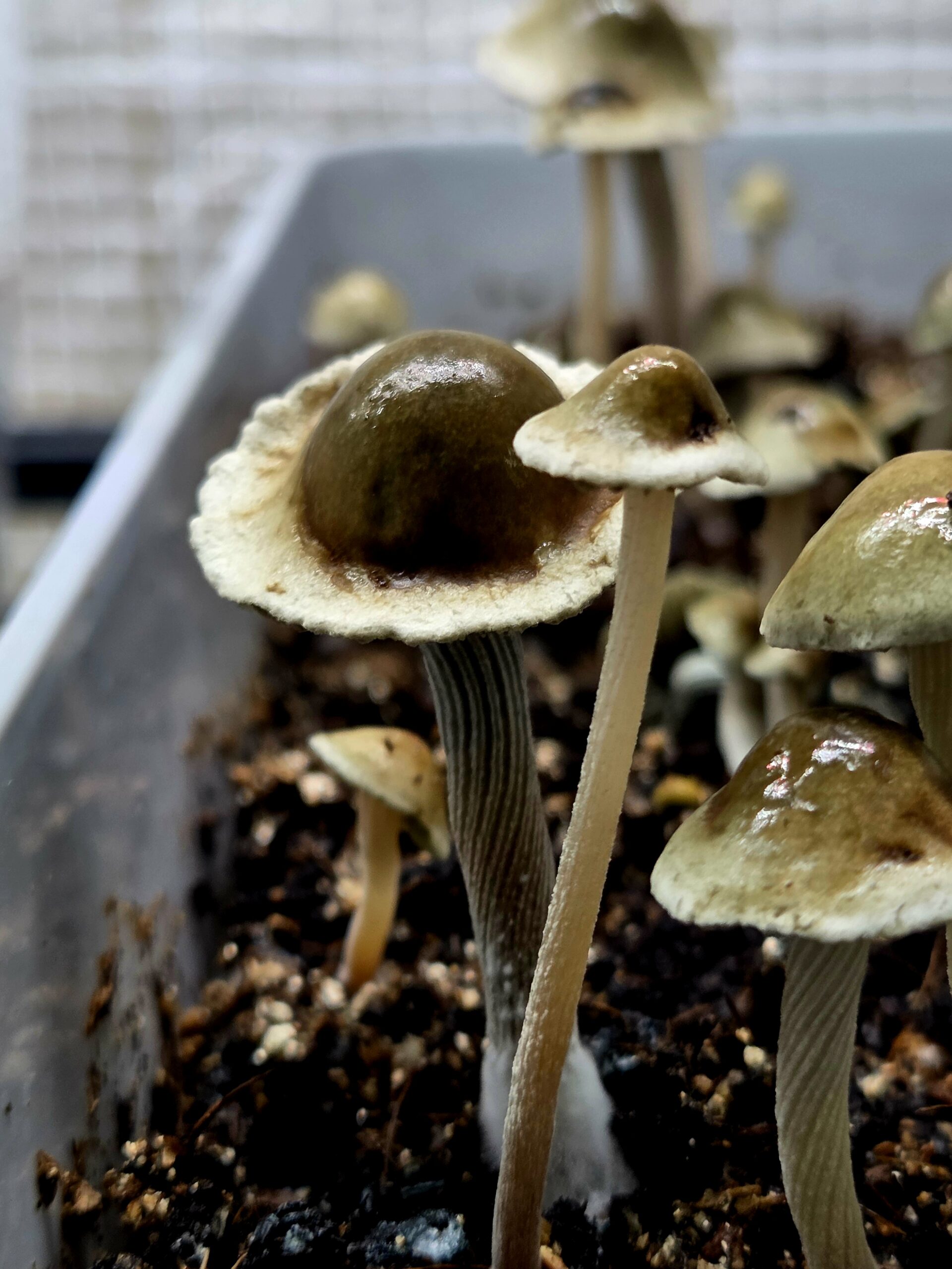 Tweed Valley - Spore Print - Image 2