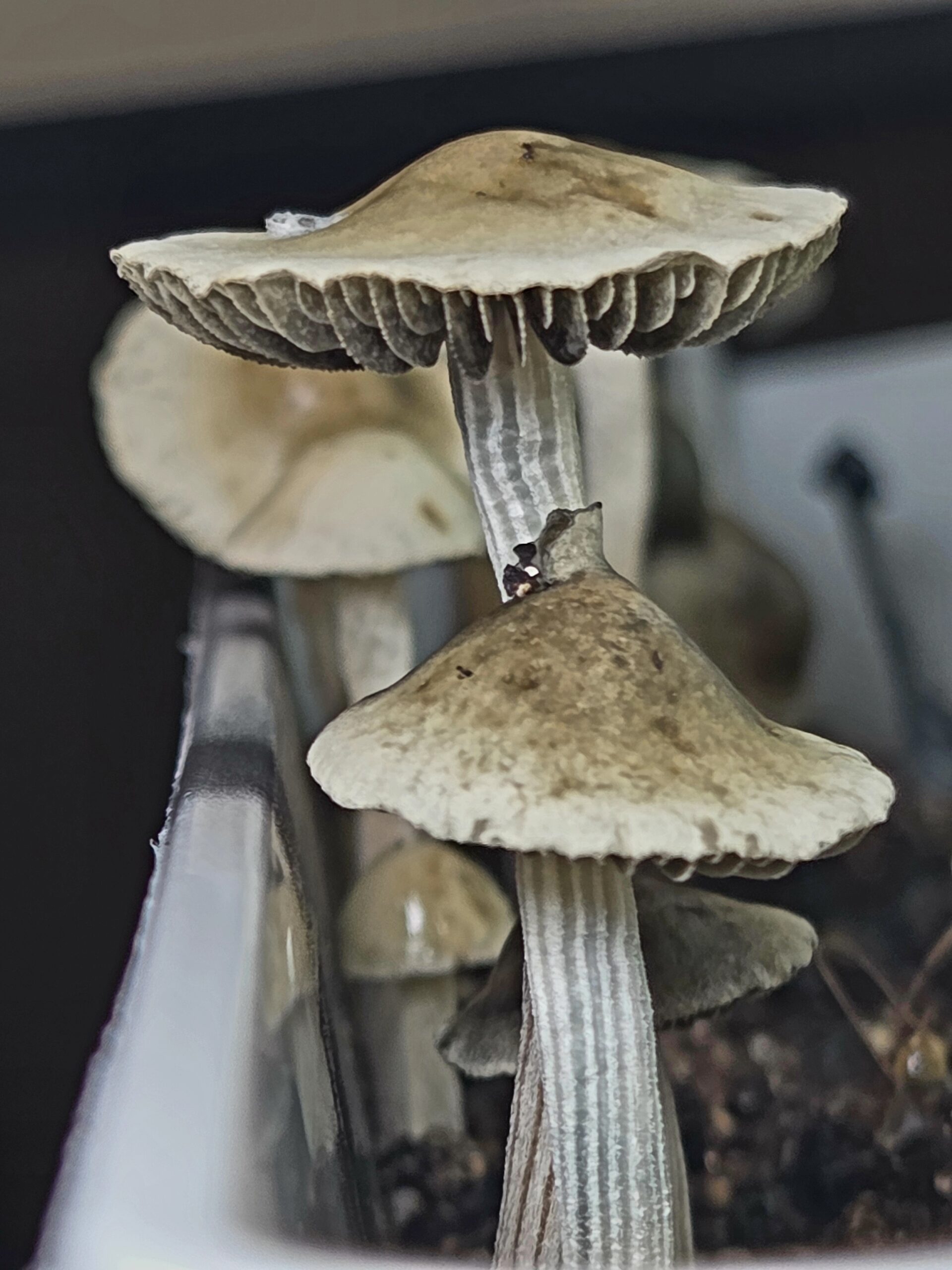 Tweed Valley - Spore Print - Image 3