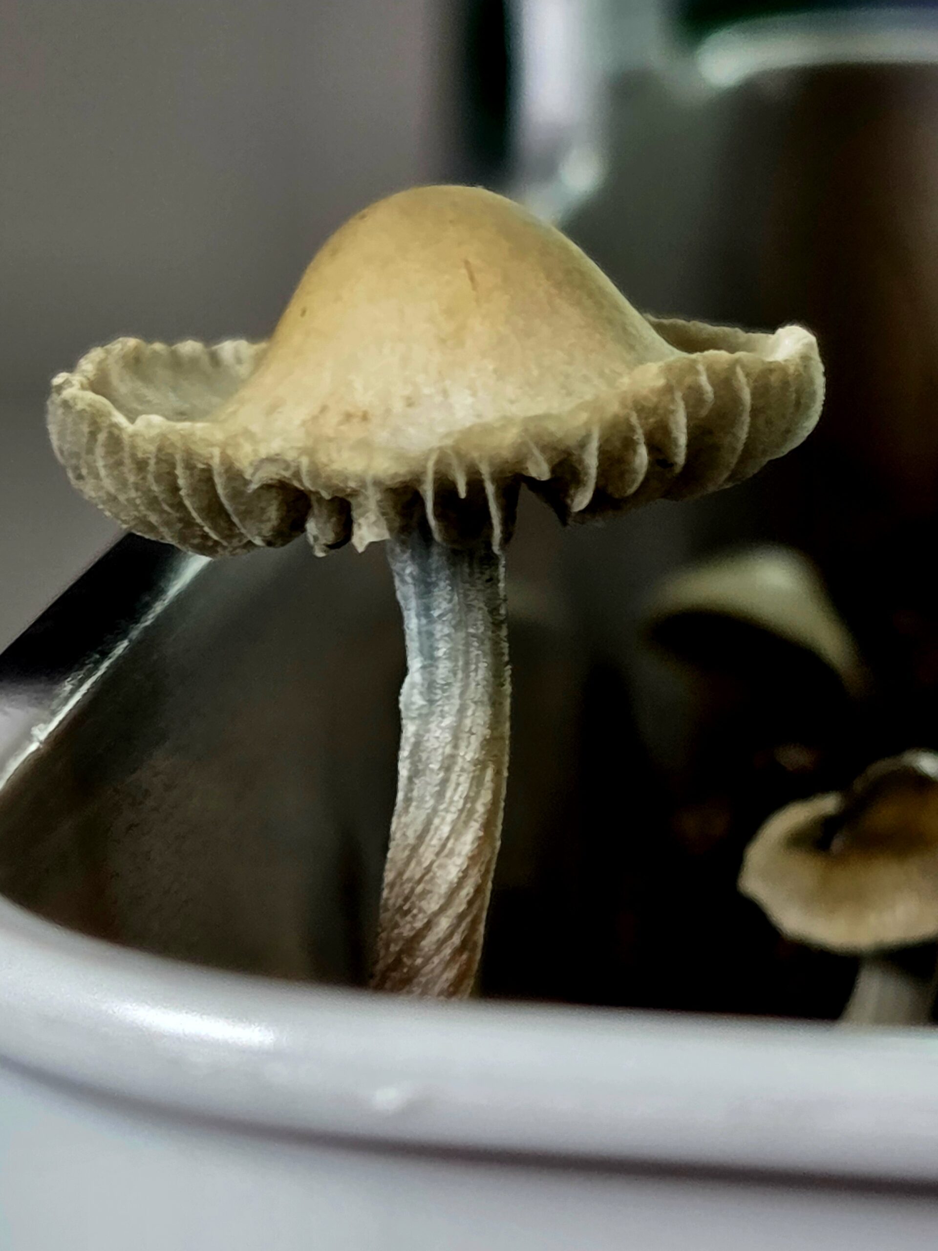 Tweed Valley - Spore Print - Image 4