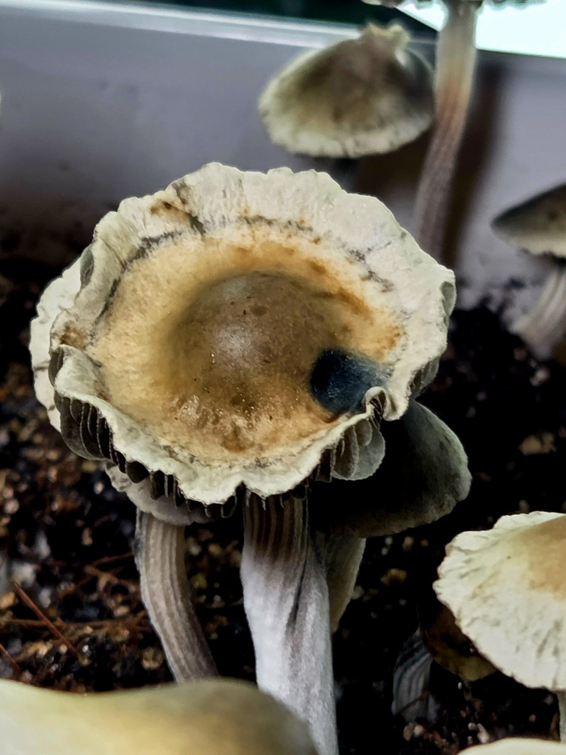 Tweed Valley - Spore Print - Image 5