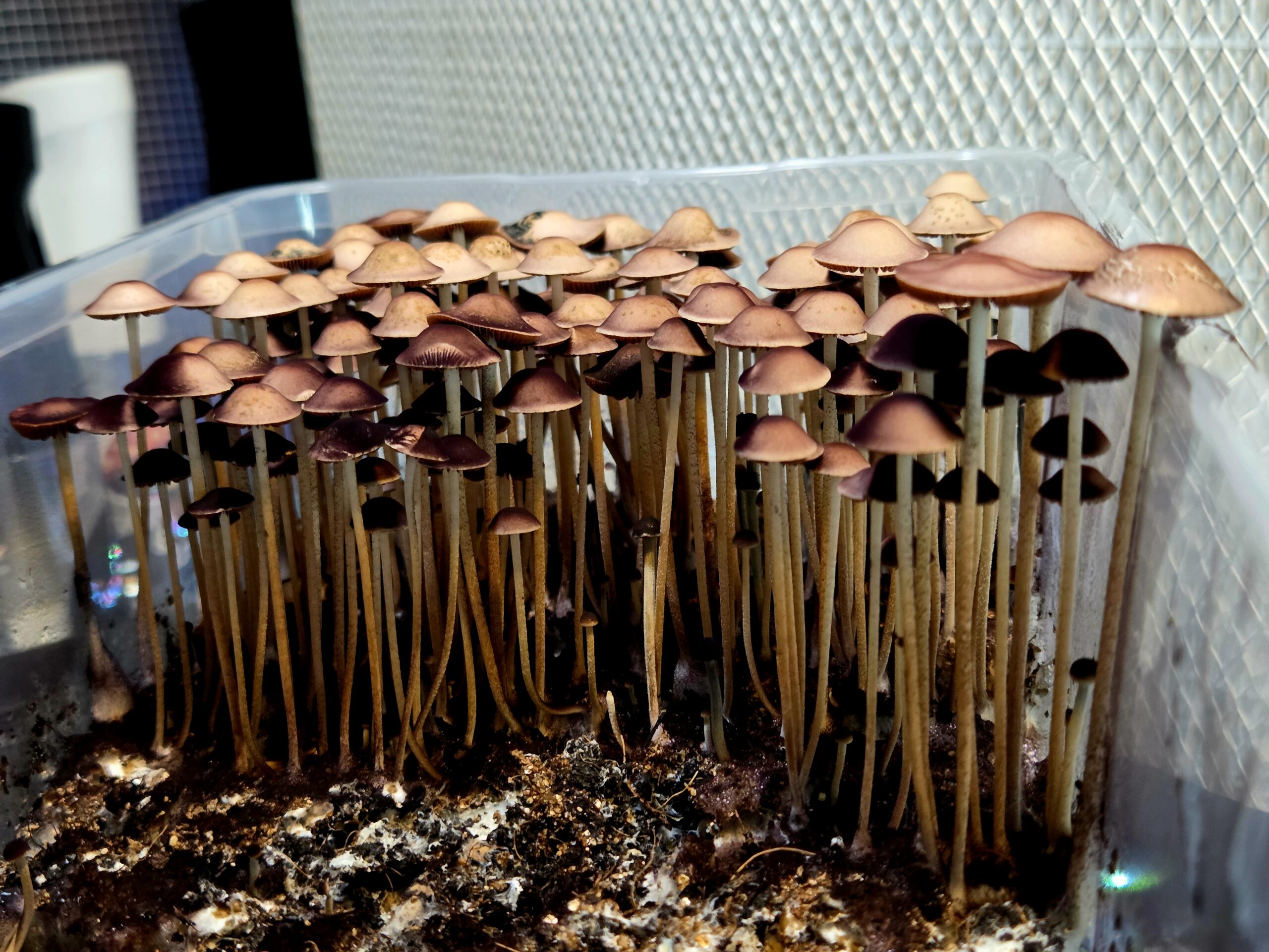 Norns (Eungai x Komodo BVI) - Spore Print - Image 4