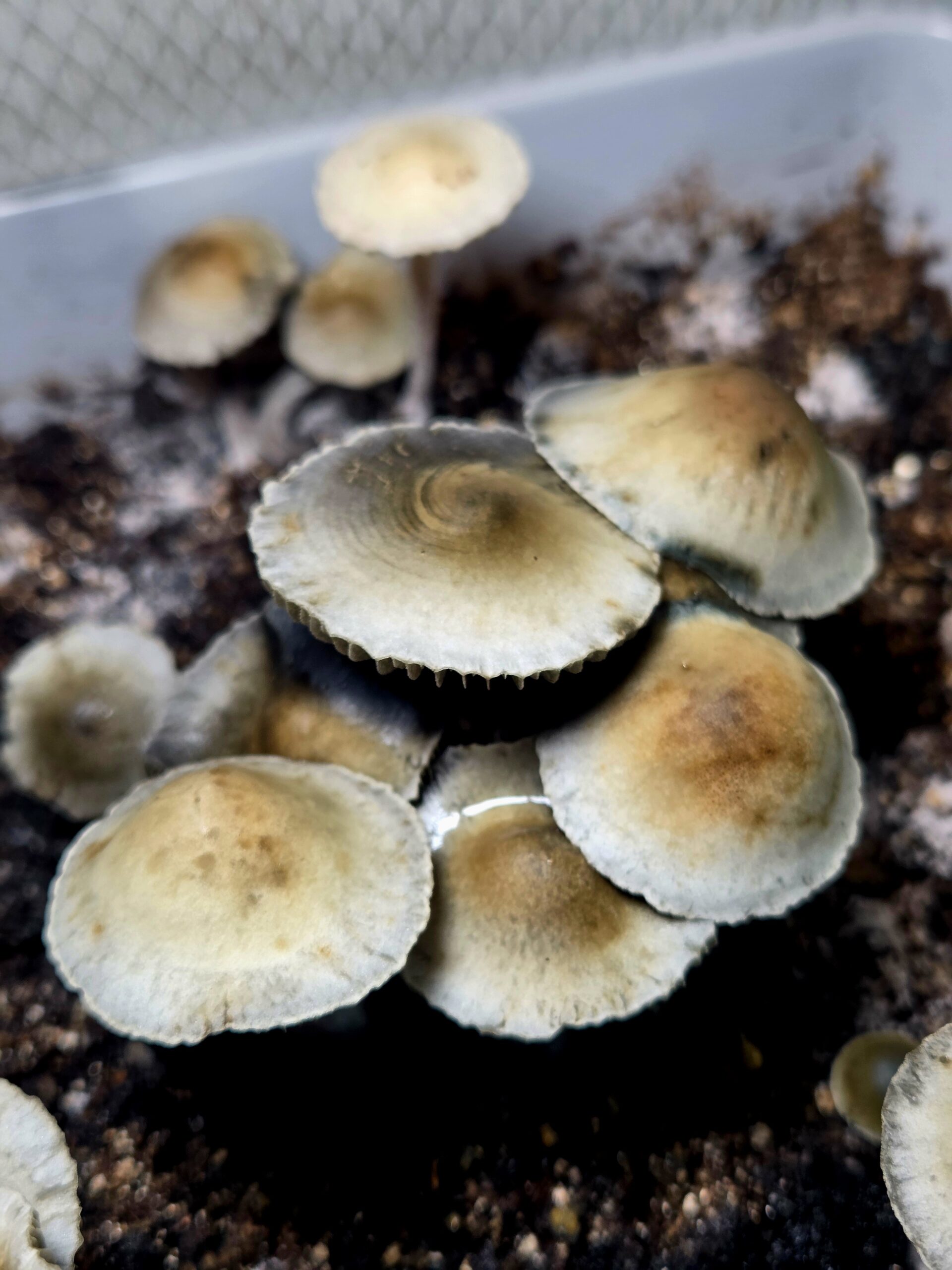 Tweed Valley - Spore Print - Image 6
