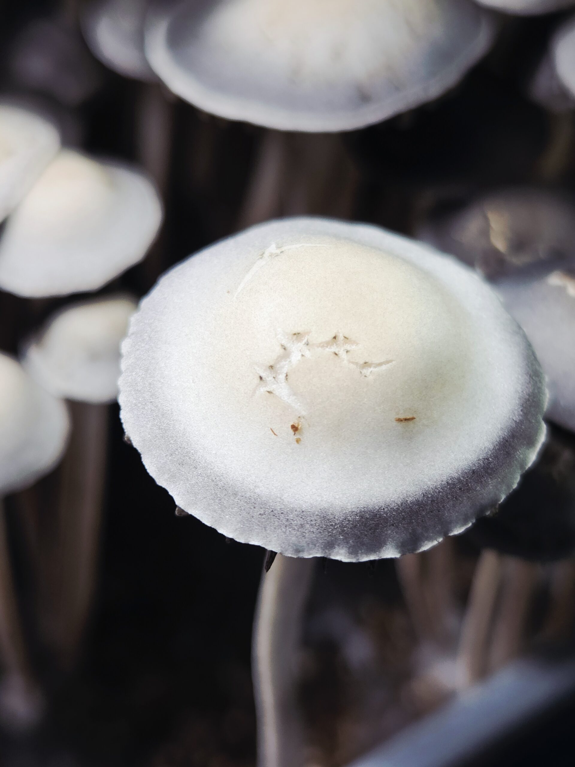 Eungai Black Spore - Spore Swab - Image 3