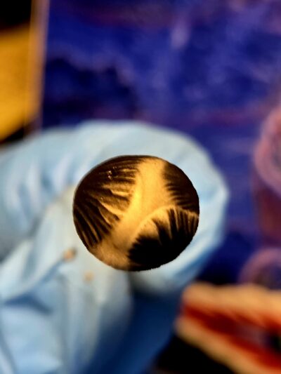 Eungai Black Spore - Spore Print