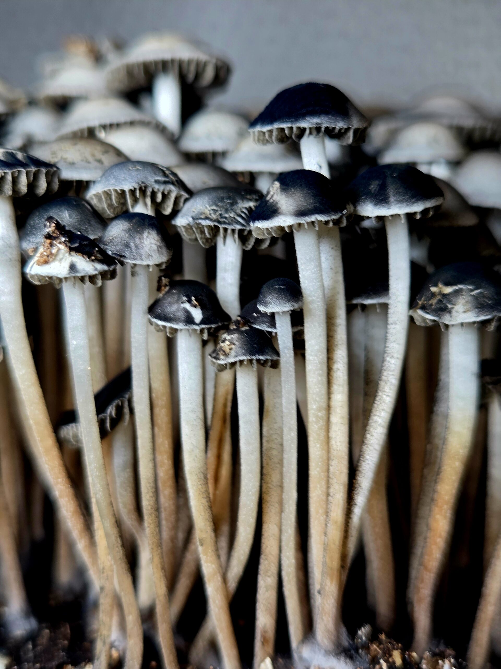 Eungai Black Spore - Spore Swab - Image 5