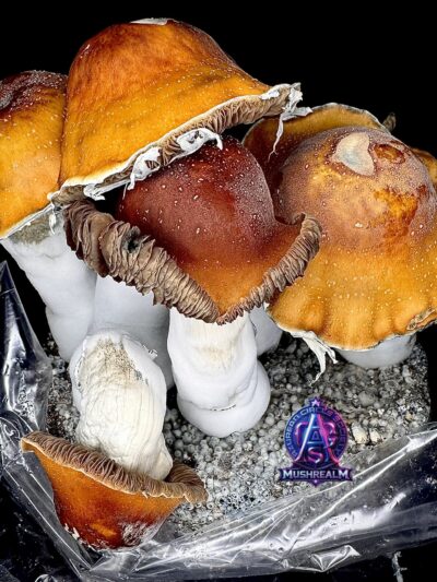 Pumpkin Monkey Business190 - Isolated Spore Syringe