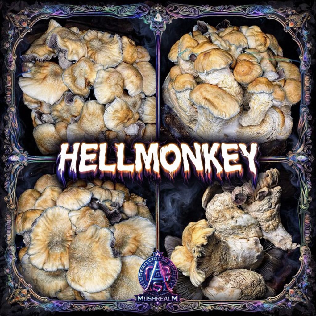 HELLMONKEY (Hellhound x SpaceMonkey) - Colonised Plate 90mm