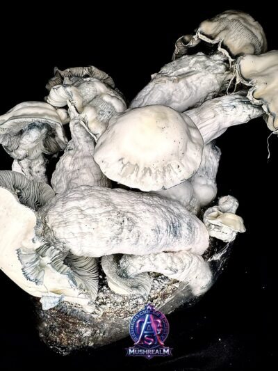 Lucid Gates - Isolated Spore Syringe