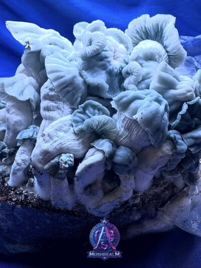 Indian Graveyard - Isolated Spore Syringe