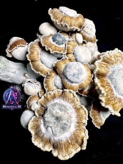 El Toque f2(El Choco x Toque f8) - Isolated Spore Syringe