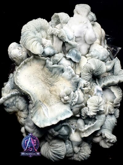 BLUE VOODOO - Isolated Spore Syringe