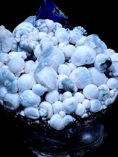 Albino Saturn Tidepool - Isolated Spore Syringe