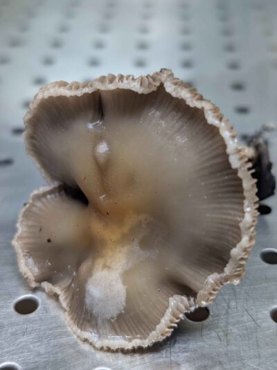 Ps. Ovoid Spore Print