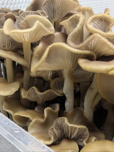 Ps. zapotecorum, Jelly Triskeli, Spore Print