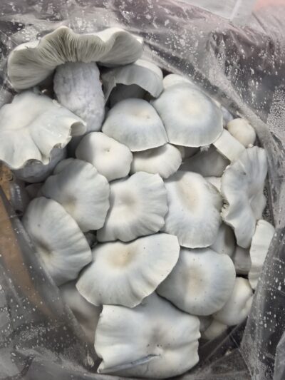 Himavat spore swabs