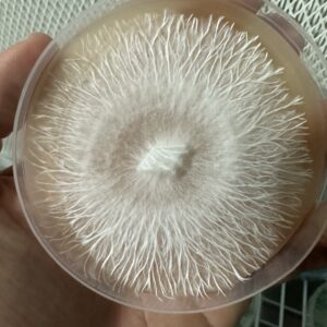 APETar Research Plate 100mm