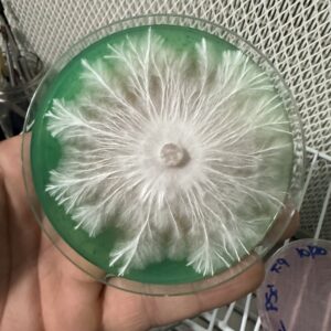 Arcturus Research Plate 100mm